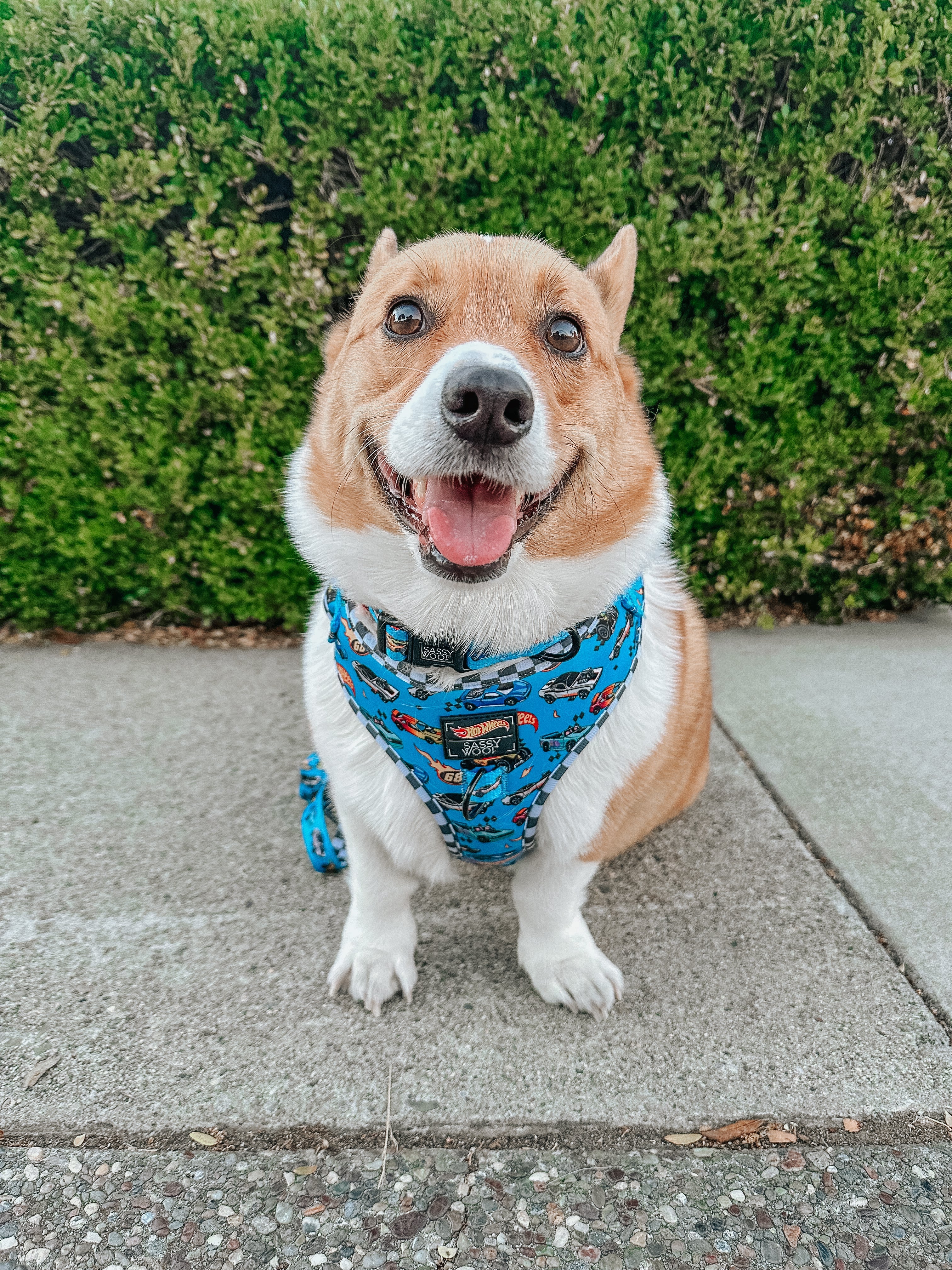 Dog Adjustable Harness - Hot Wheels™