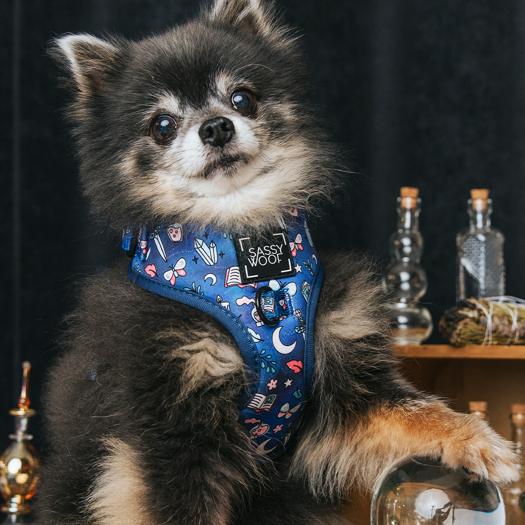 Dog Adjustable Harness - Spellbound