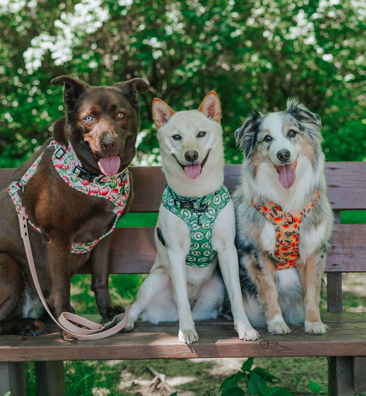 Dog Adjustable Harness - Mango Tango