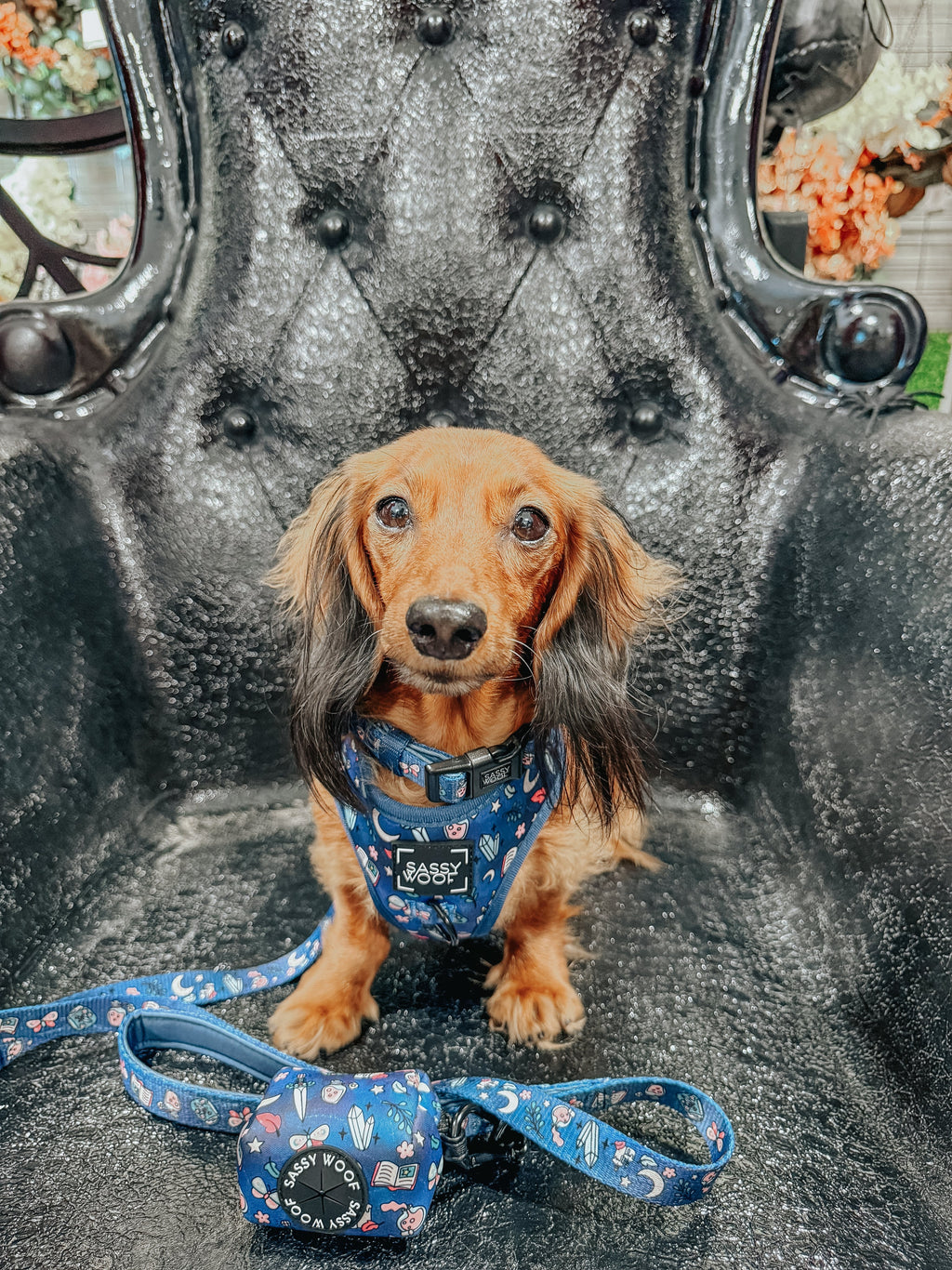 Dog Adjustable Harness - Spellbound