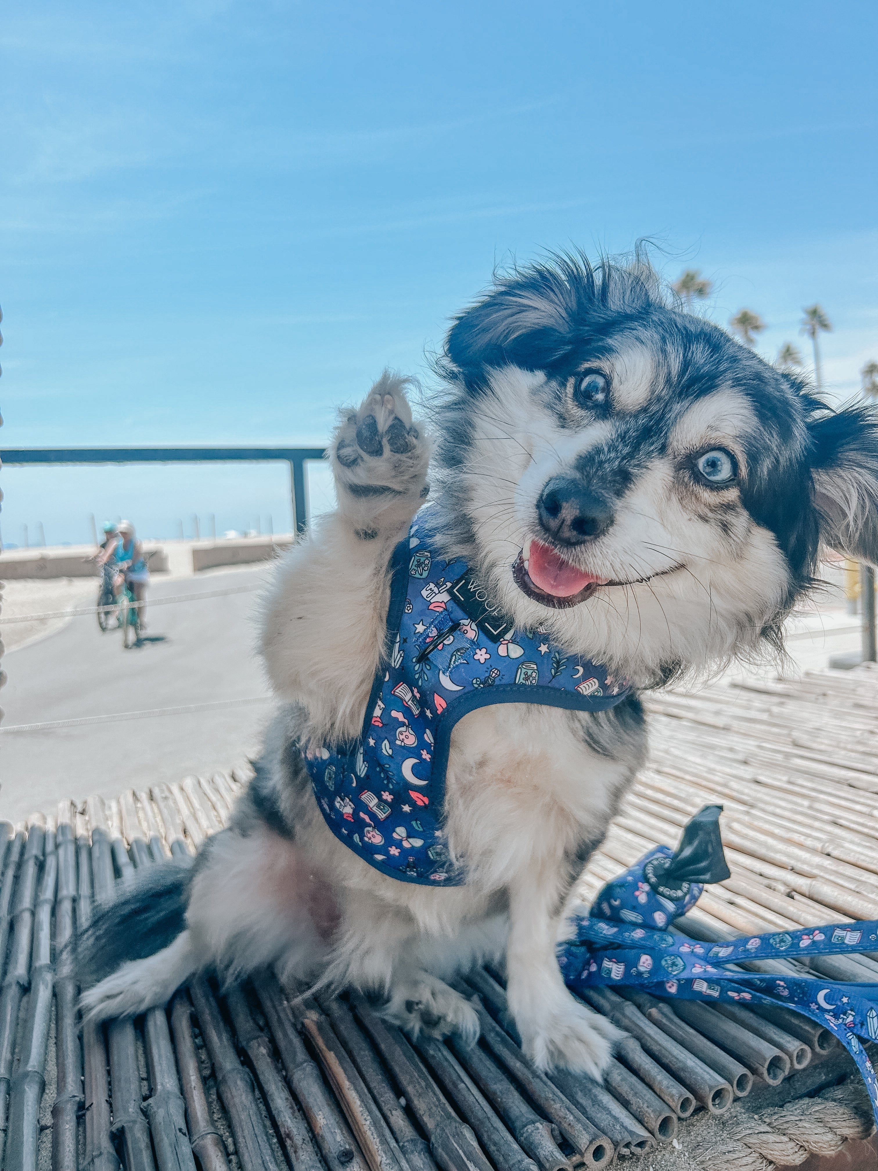 Dog Adjustable Harness - Spellbound