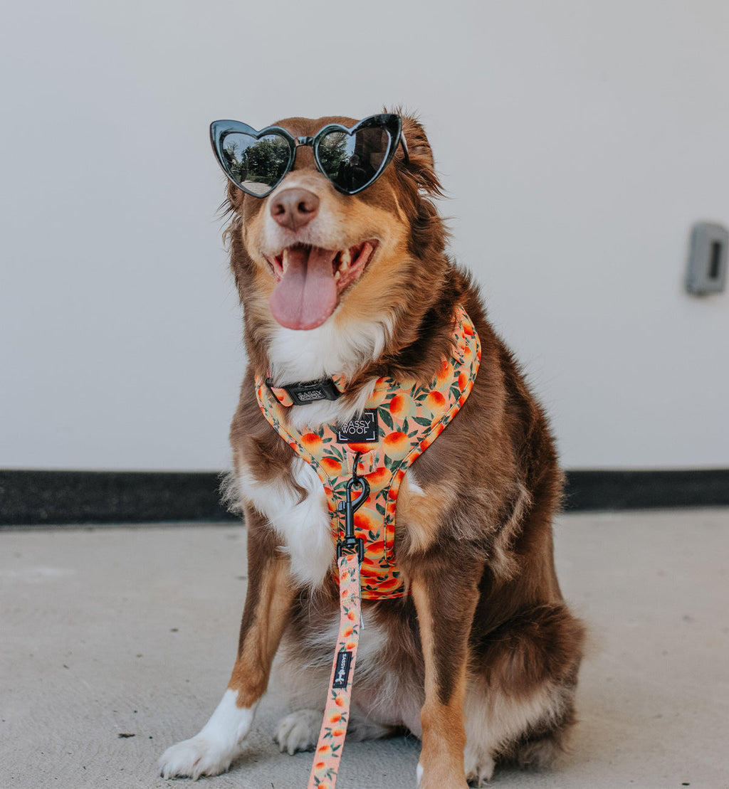 Dog Adjustable Harness - Mango Tango