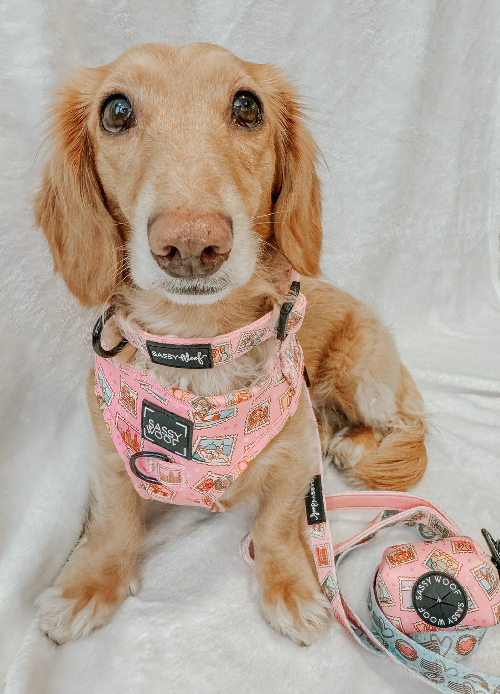 Dog Adjustable Harness - Out of Office