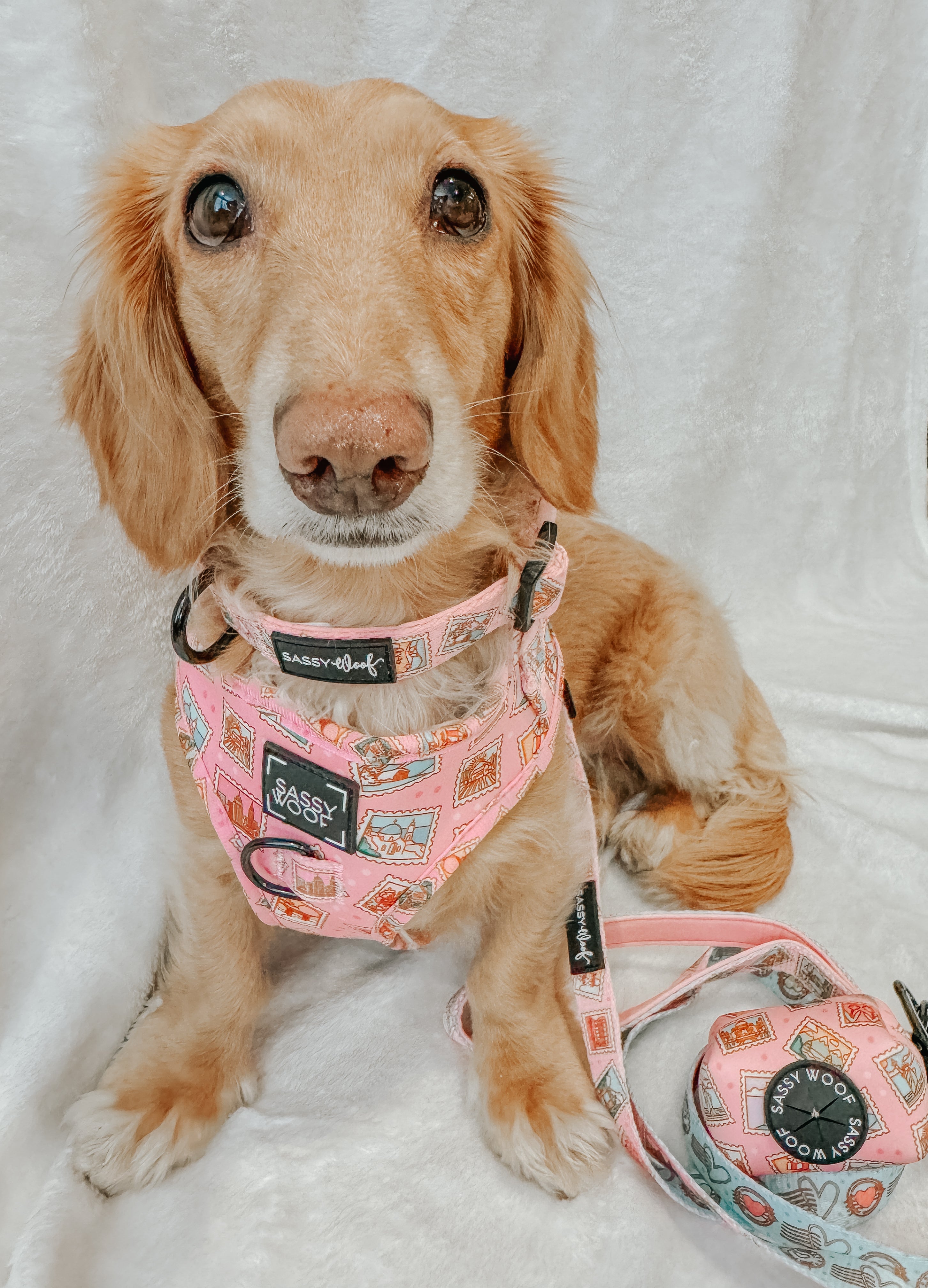 Dog Adjustable Harness - Out of Office