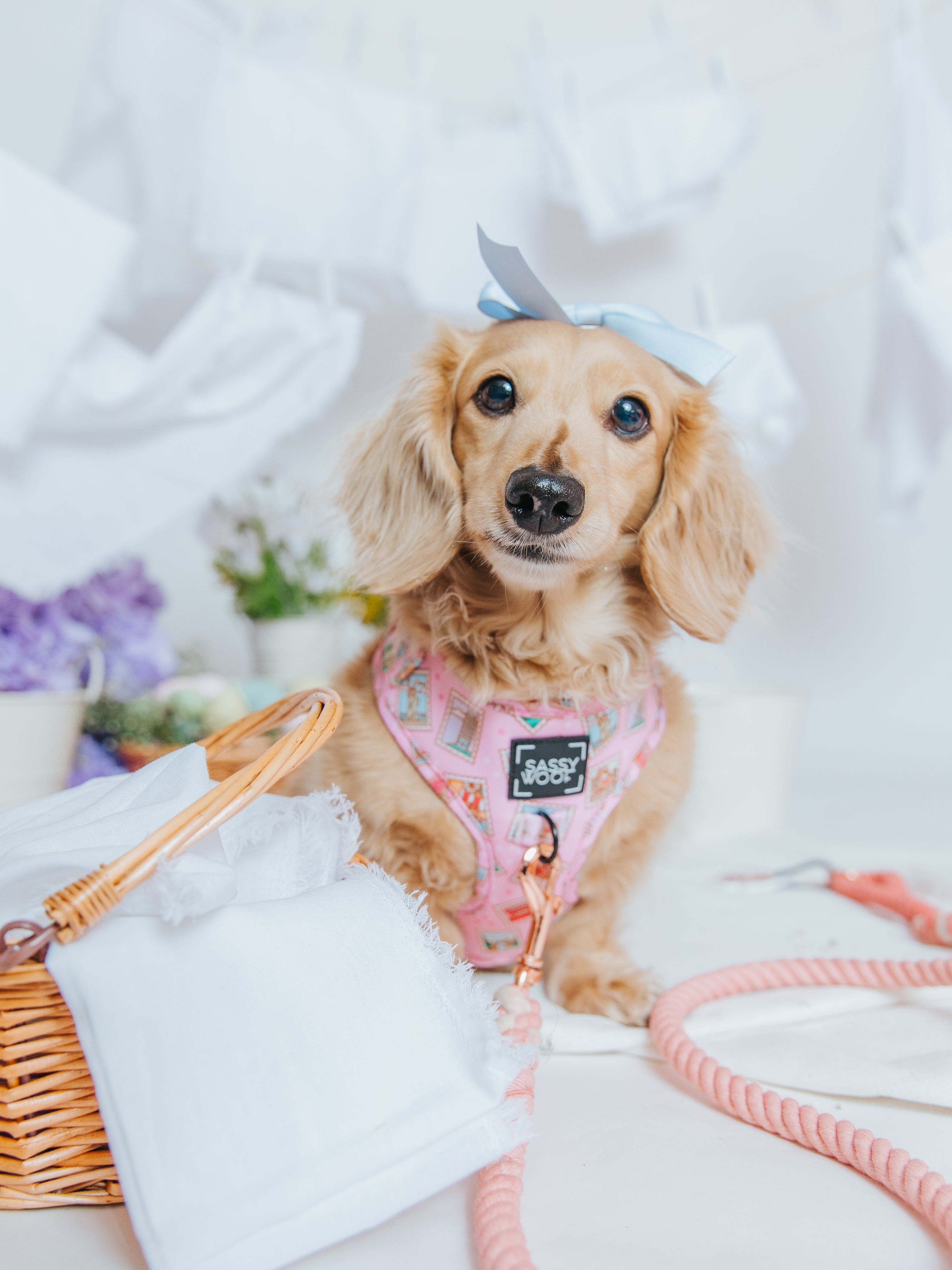 Dog Adjustable Harness - Out of Office