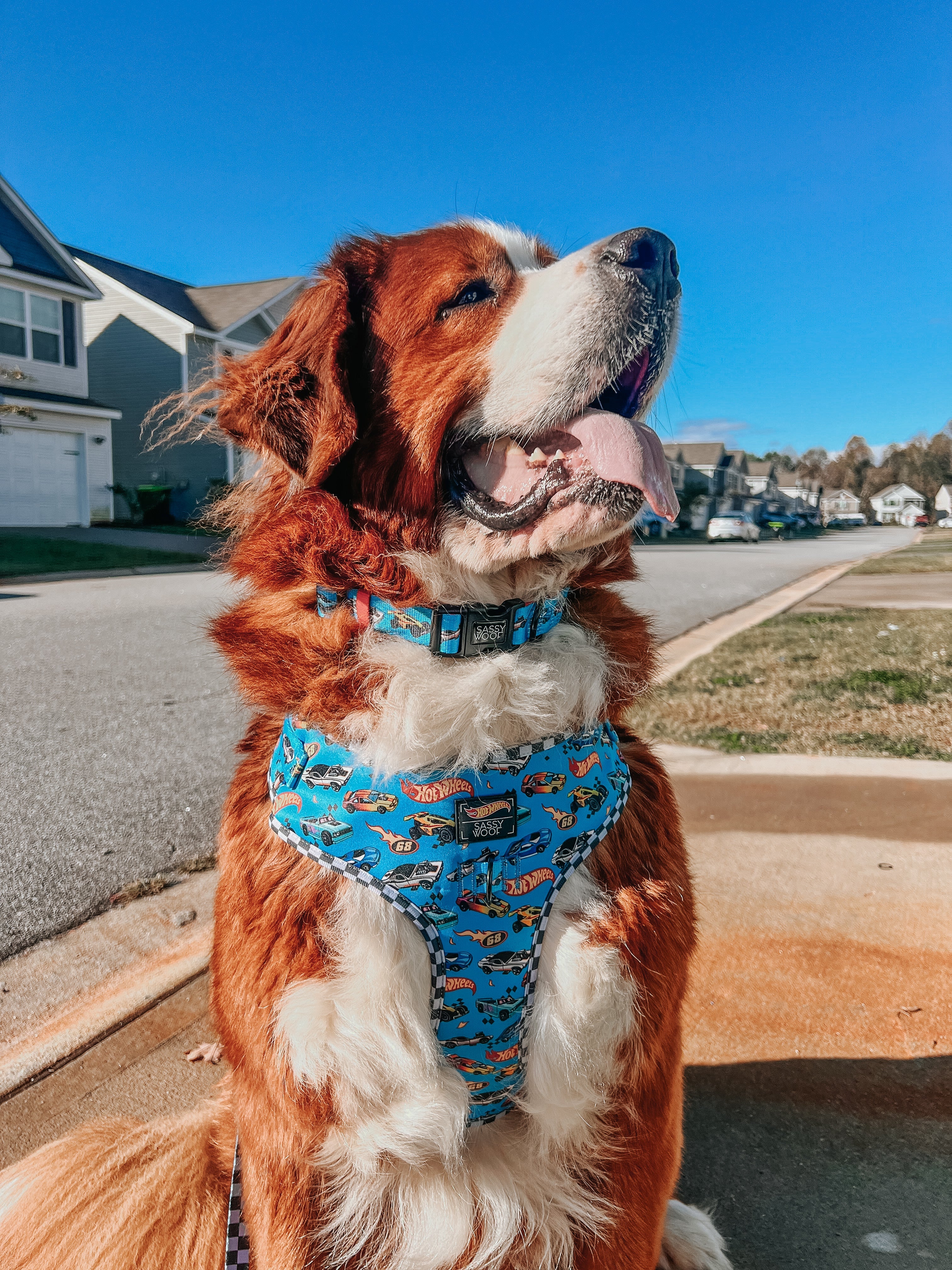 Dog Adjustable Harness - Hot Wheels™