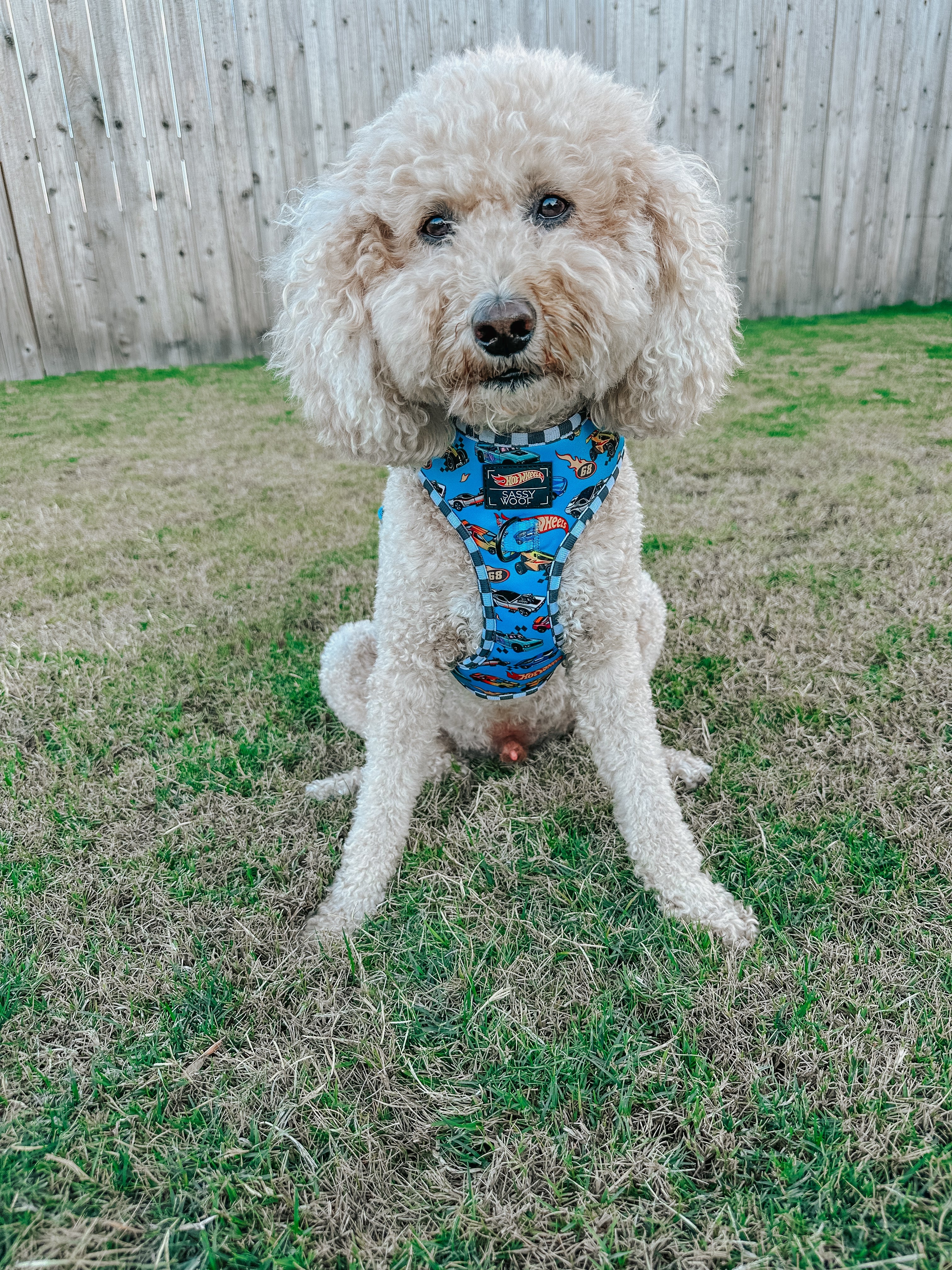 Dog Adjustable Harness - Hot Wheels™