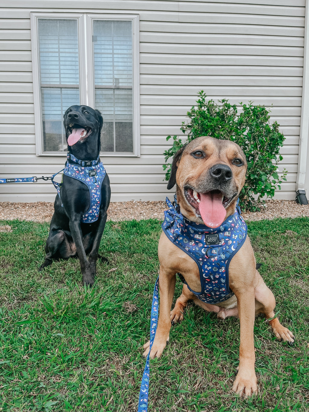 Dog Adjustable Harness - Spellbound