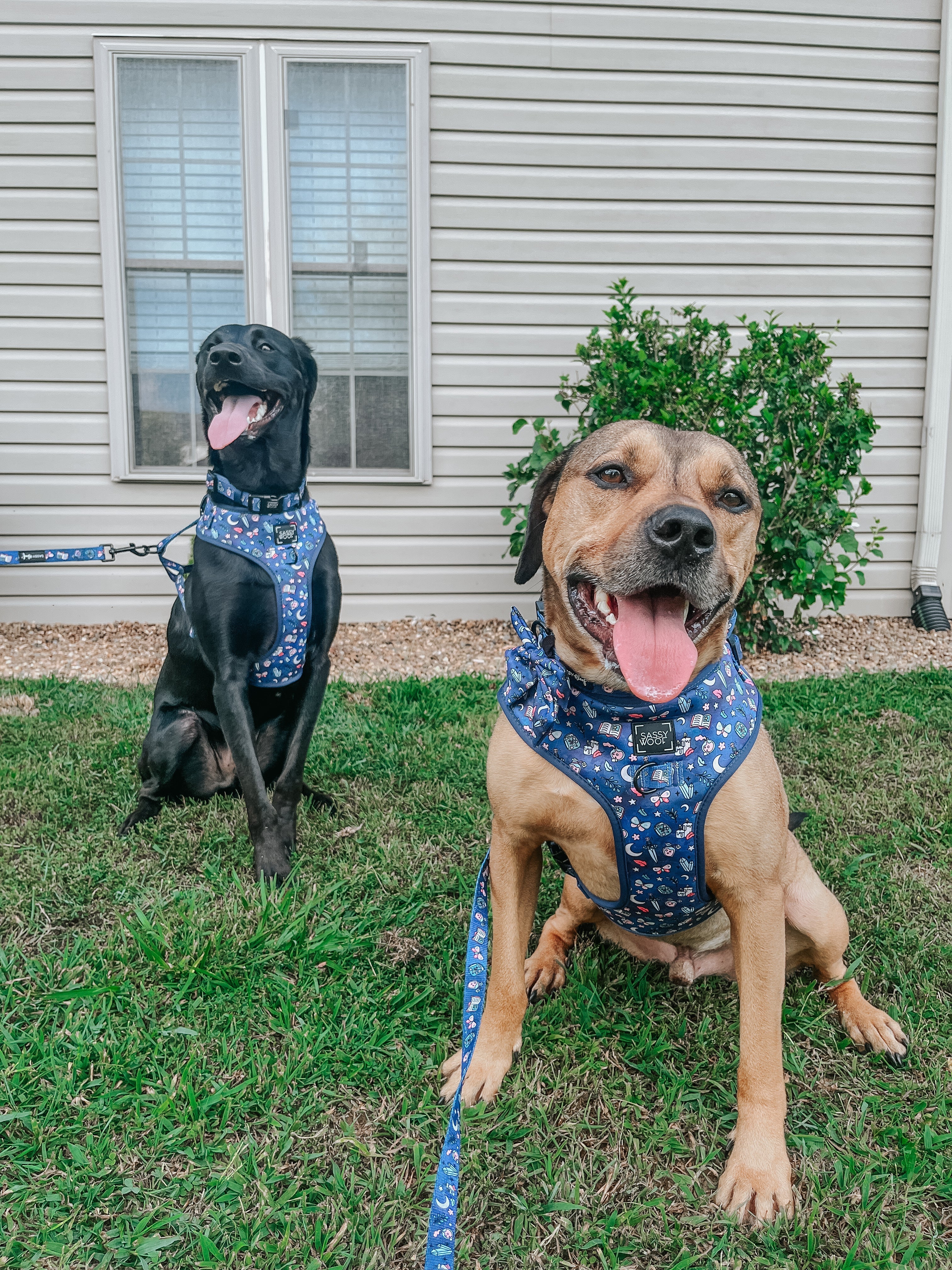 Dog Adjustable Harness - Spellbound