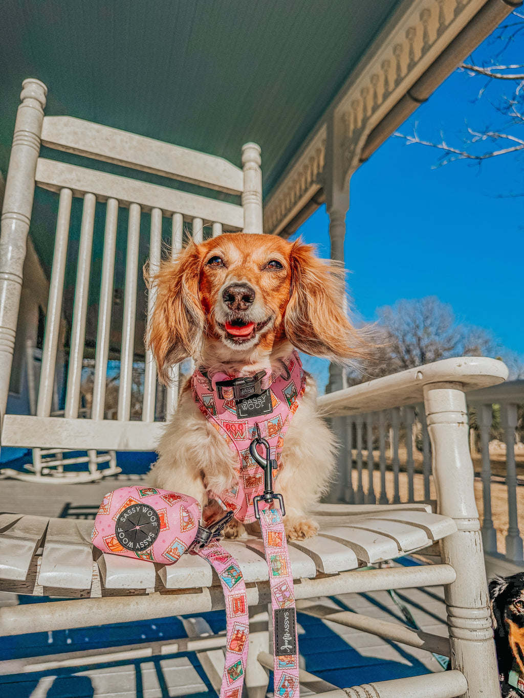 Dog Adjustable Harness - Out of Office