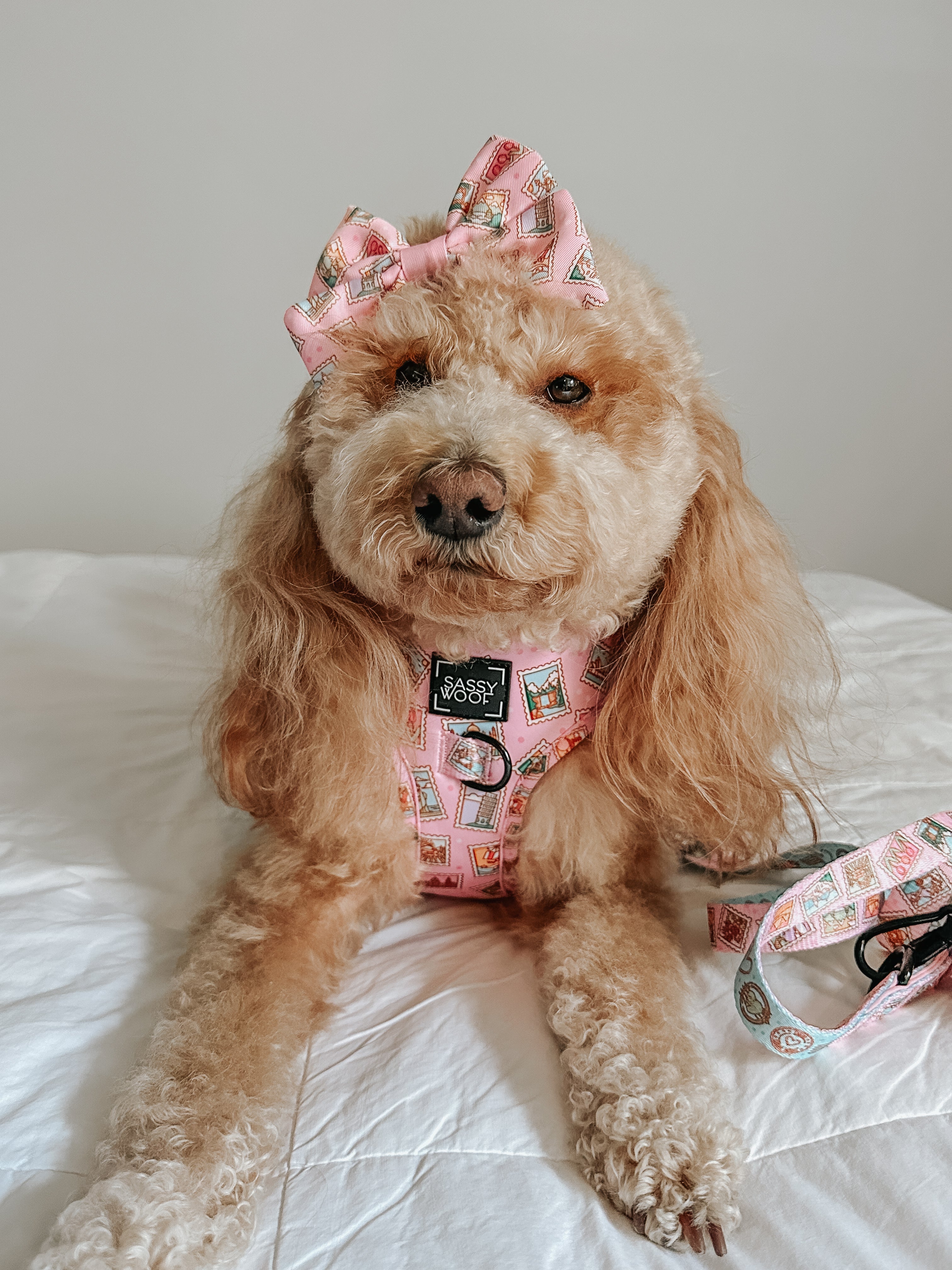 Dog Adjustable Harness - Out of Office