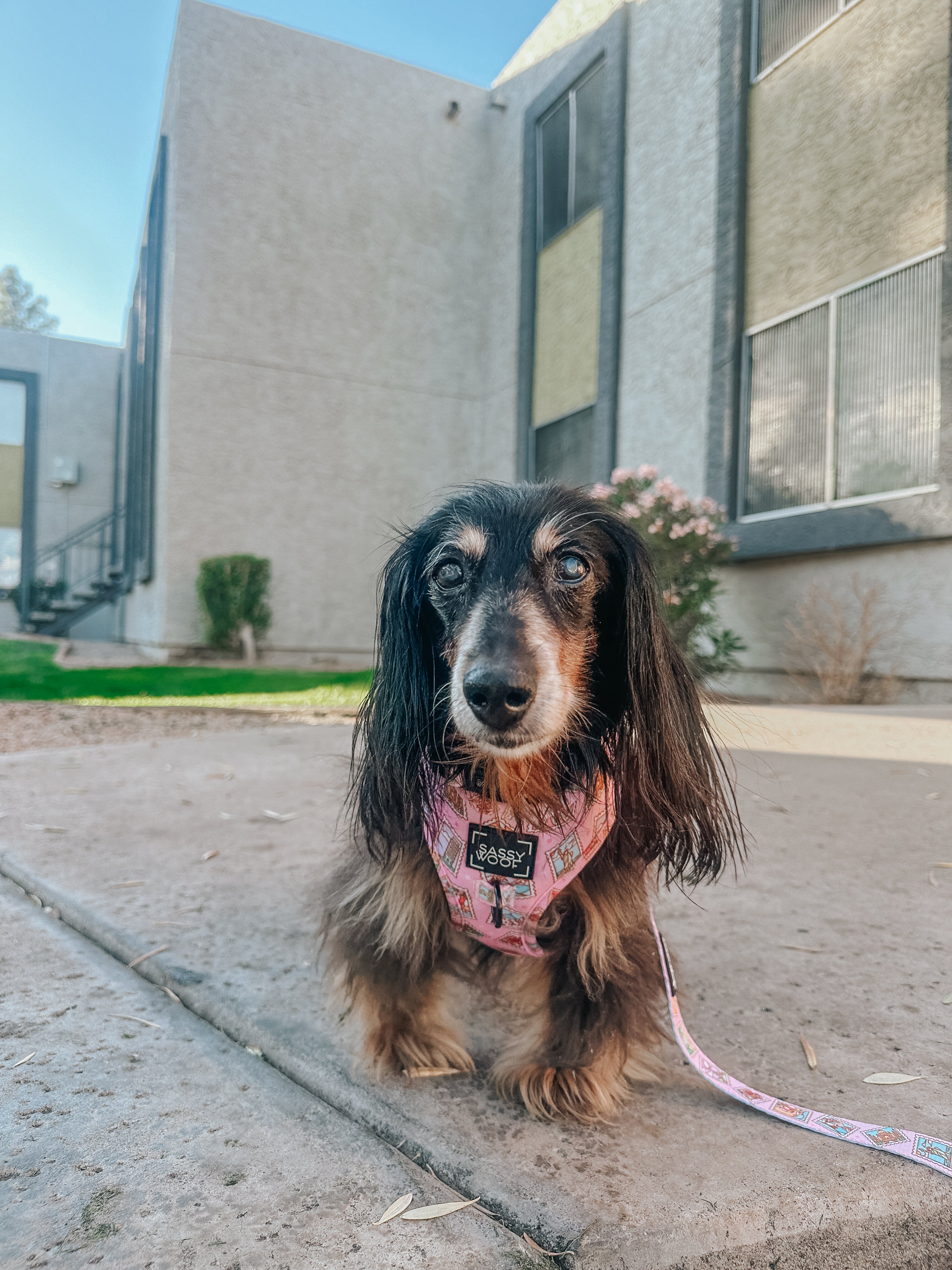 Dog Adjustable Harness - Out of Office