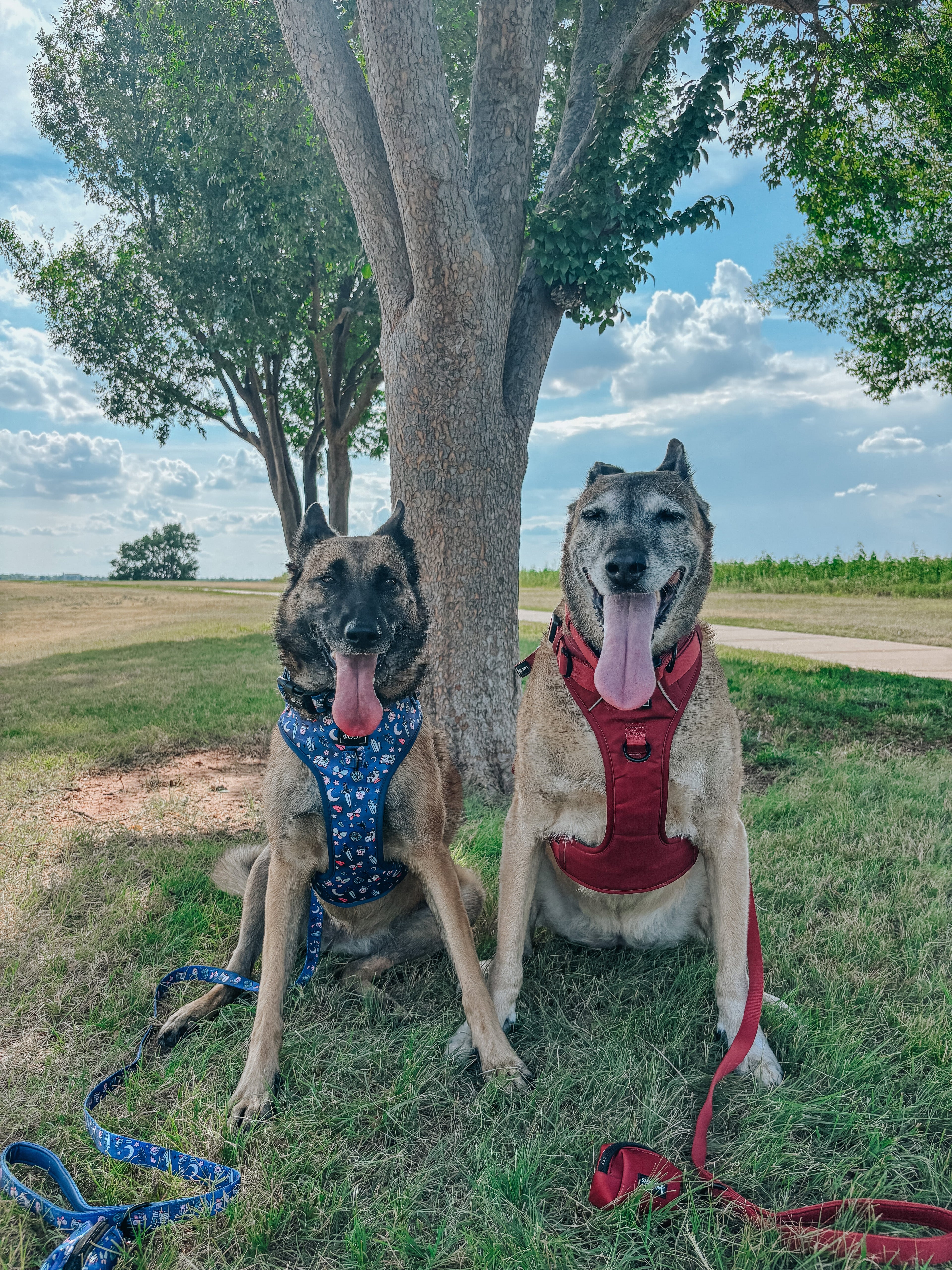 Dog Adjustable Harness - Spellbound
